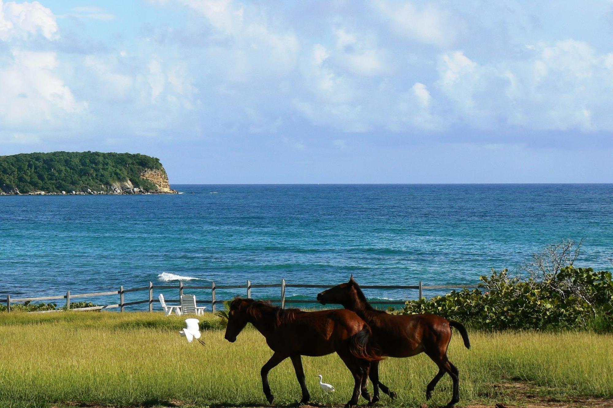 Blue Horizon Boutique Resort (Adults Only) Vieques Exterior photo